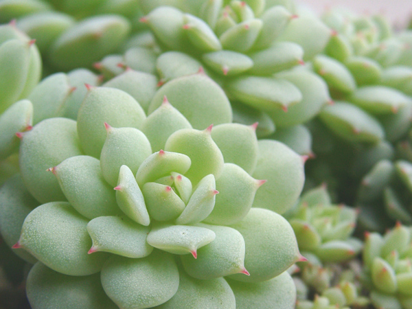 エケベリア 静夜 ベランダ砂漠園芸 エケベリア 静夜 ベランダ砂漠園芸