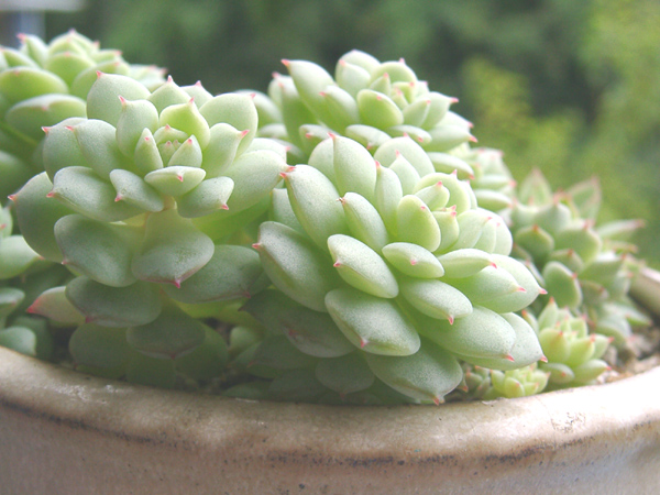 エケベリア 静夜 ベランダ砂漠園芸