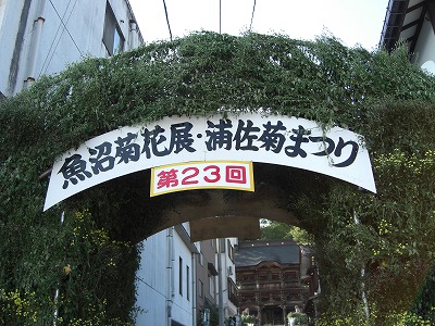 浦佐の菊祭り_a0084753_8402033.jpg