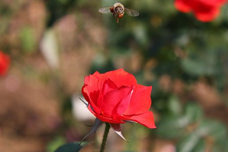 今日もお散歩日和～♪　　薔薇の花・編_f0171559_2254327.jpg