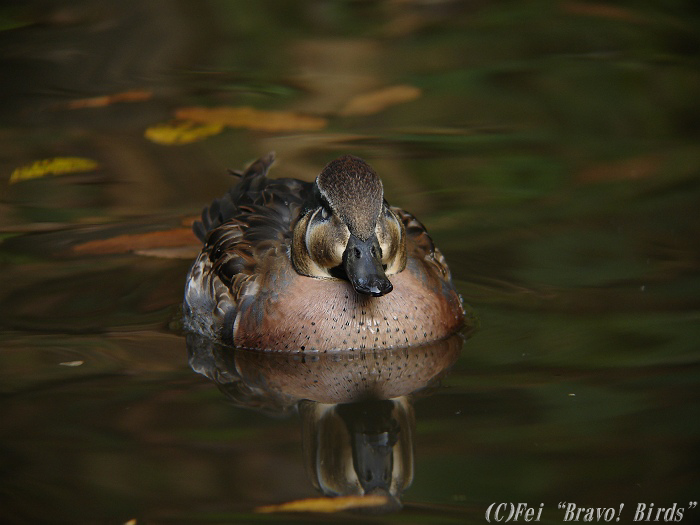 トモエガモ　　Baikal Teal/ Anas formosa _b0069564_214559.jpg