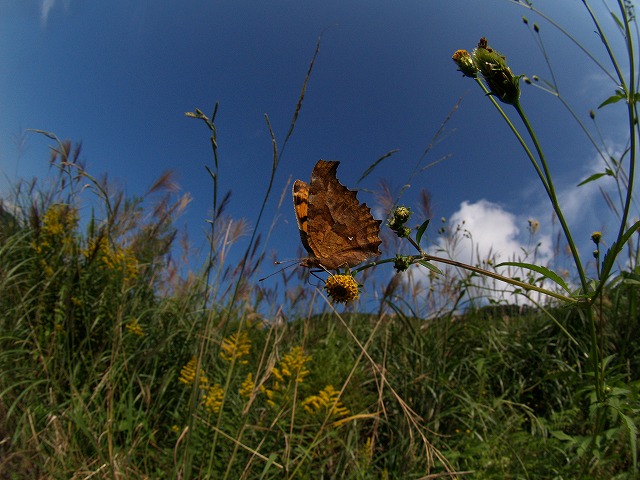 b0135573_1813477.jpg