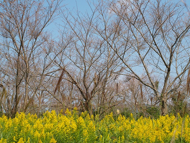 b0135573_18195416.jpg