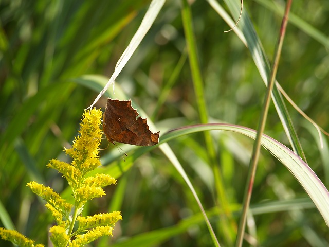 b0135573_1821248.jpg