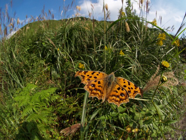 b0135573_18313267.jpg