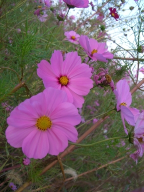 公園。_a0045293_1518230.jpg