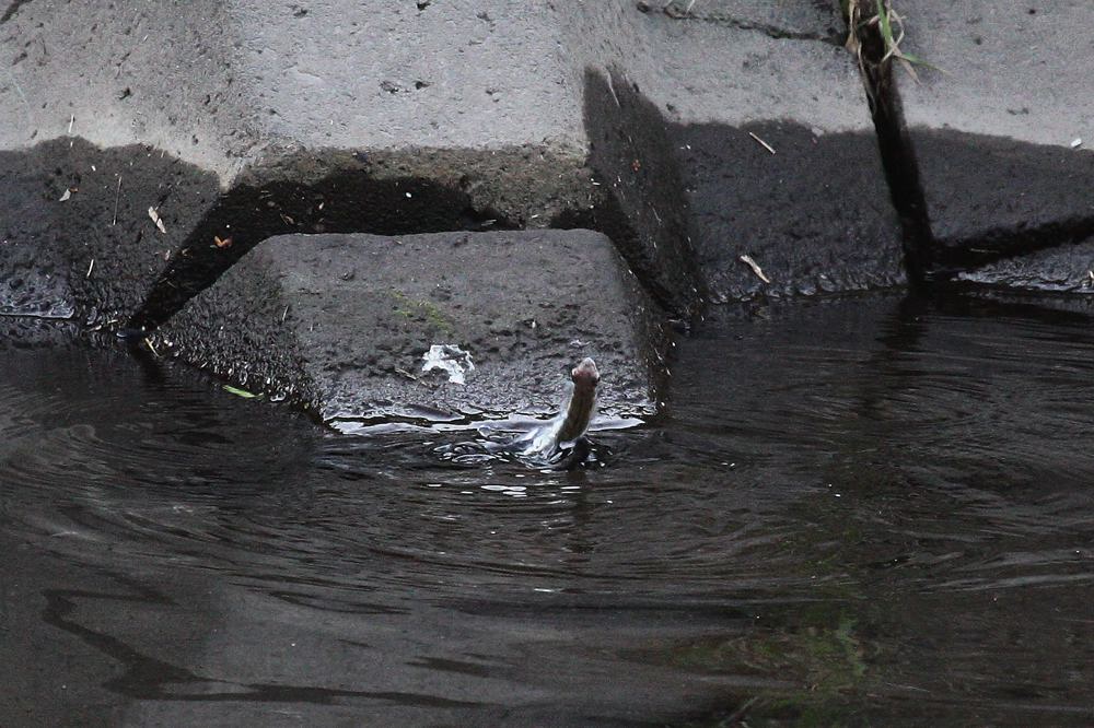 カワセミ巨大魚をGET/ドクターイエロー_b0024798_5344159.jpg