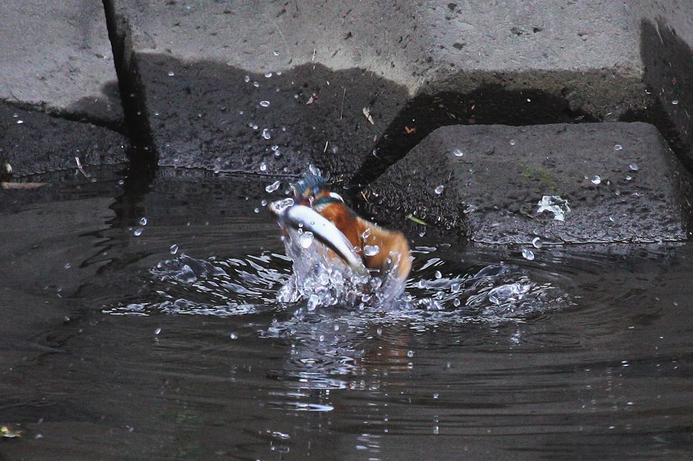 カワセミ巨大魚をGET/ドクターイエロー_b0024798_5345550.jpg