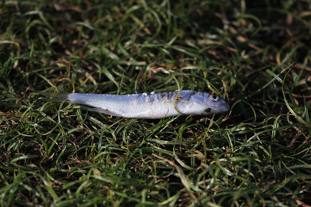 カワセミ巨大魚をGET/ドクターイエロー_b0024798_5351096.jpg