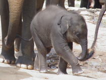 スリランカ新写真集～前のおとなの象の尻尾と自分の鼻・後ろの　　おとなの象の鼻と自分の尻尾を繋いだ子象_f0006713_0225831.jpg