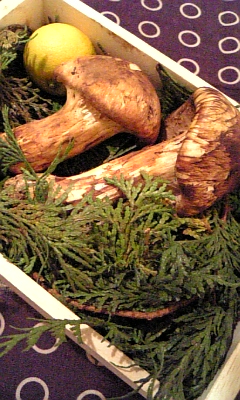 松茸_c0141025_415397.jpg