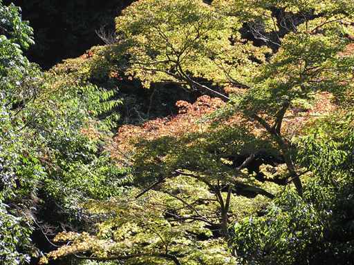 2008.10.13 歳時記　風たより　歳時記　秋祭り_f0009128_1582614.jpg