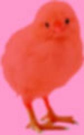 カラーひよこでロールスロイス 片手にピストル 心に花束