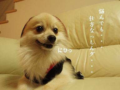 愛犬が噛んだのはゲガのサインだった！Σ(≧д≦)ゝ_c0179136_12345188.jpg