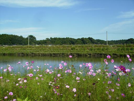 c0164052_529343.jpg