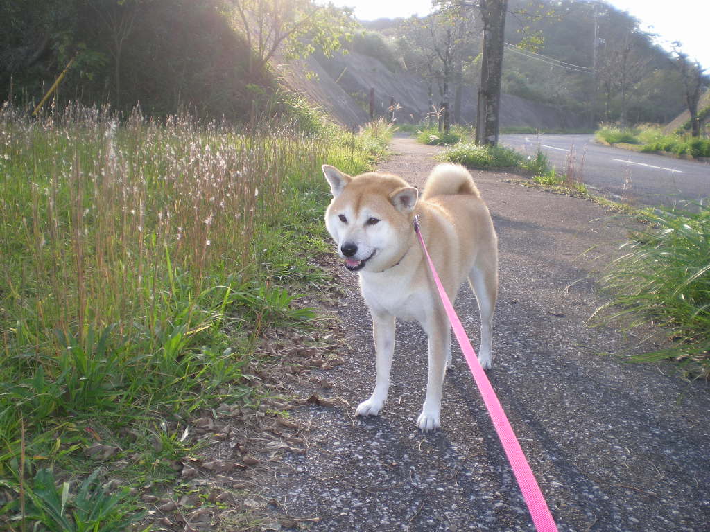 2008年10月21日(火)愛ちゃんと心ちゃんの変化!_f0060461_1629314.jpg