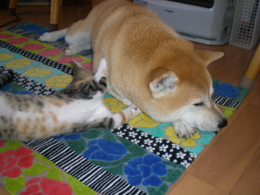 2008年10月21日(火)愛ちゃんと心ちゃんの変化!_f0060461_16443936.jpg