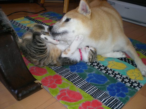 2008年10月21日(火)愛ちゃんと心ちゃんの変化!_f0060461_16462257.jpg