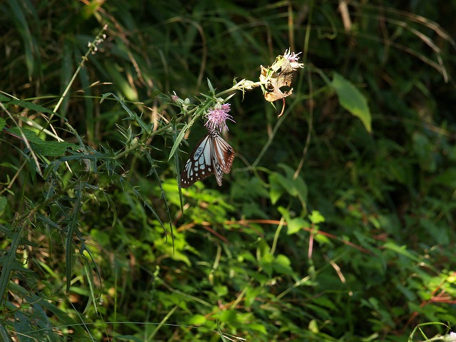b0135573_19314559.jpg
