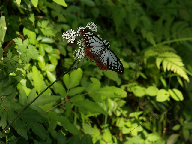 b0135573_1932183.jpg