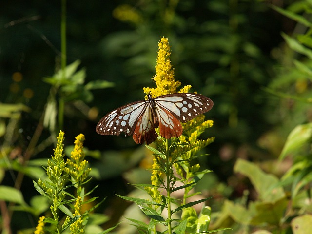 b0135573_19325174.jpg