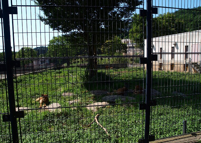 君は・・・ヴェヴェ? wonderful Zoo