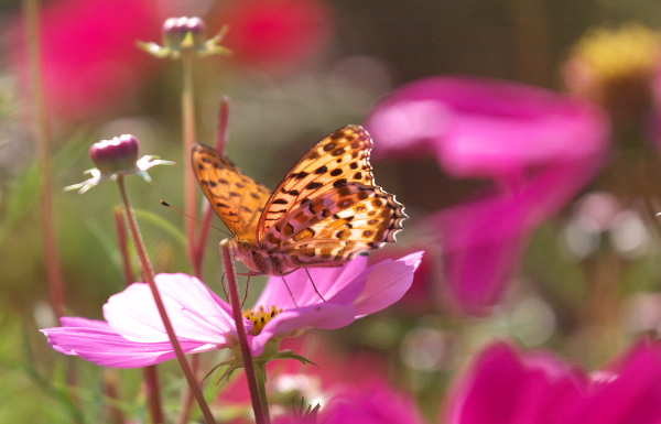 京都府立植物園_c0036080_1824884.jpg