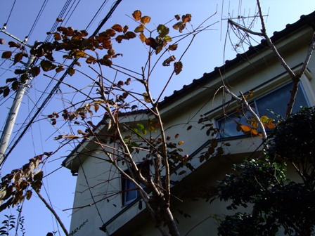 c0078480_1412862.jpg