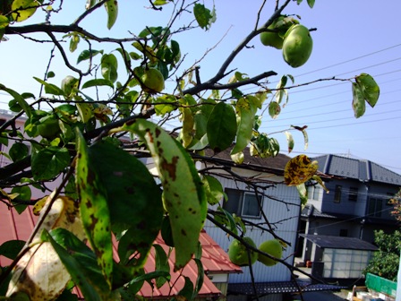 c0078480_144173.jpg