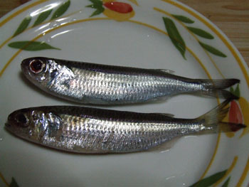 久々の釣り_e0028387_2215491.jpg