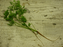 c0129702_22463455.gif