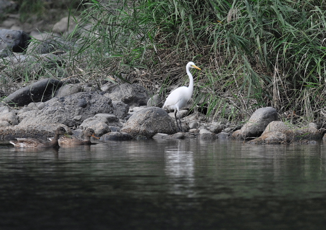 相模川上流の鳥たち_f0196803_215991.jpg