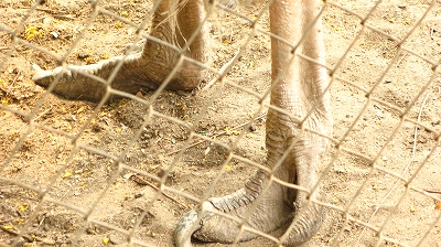 アフリカの動物達_f0155211_1910365.jpg