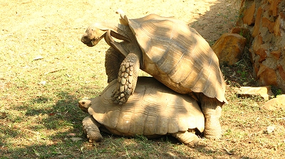 アフリカの動物達_f0155211_19135542.jpg