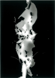 展覧会■11/13-18群葉:foliage from omotesando (横山純子/ YOKOYAMA Sumiko)【写真】_e0091712_3193320.jpg