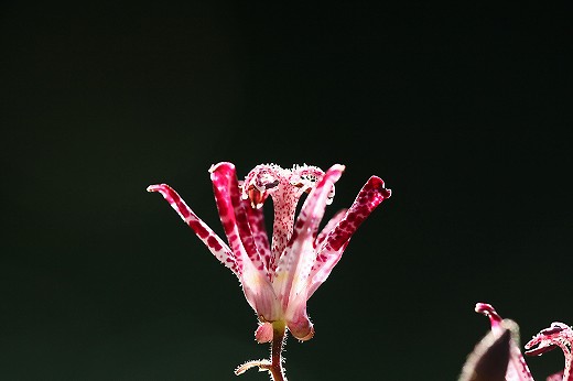 秋の野草園_d0029333_2356549.jpg