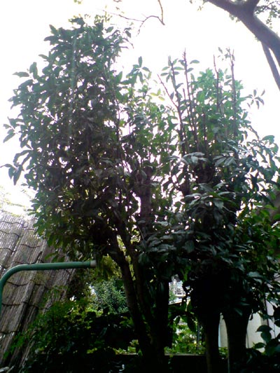 e0034047_1553410.jpg
