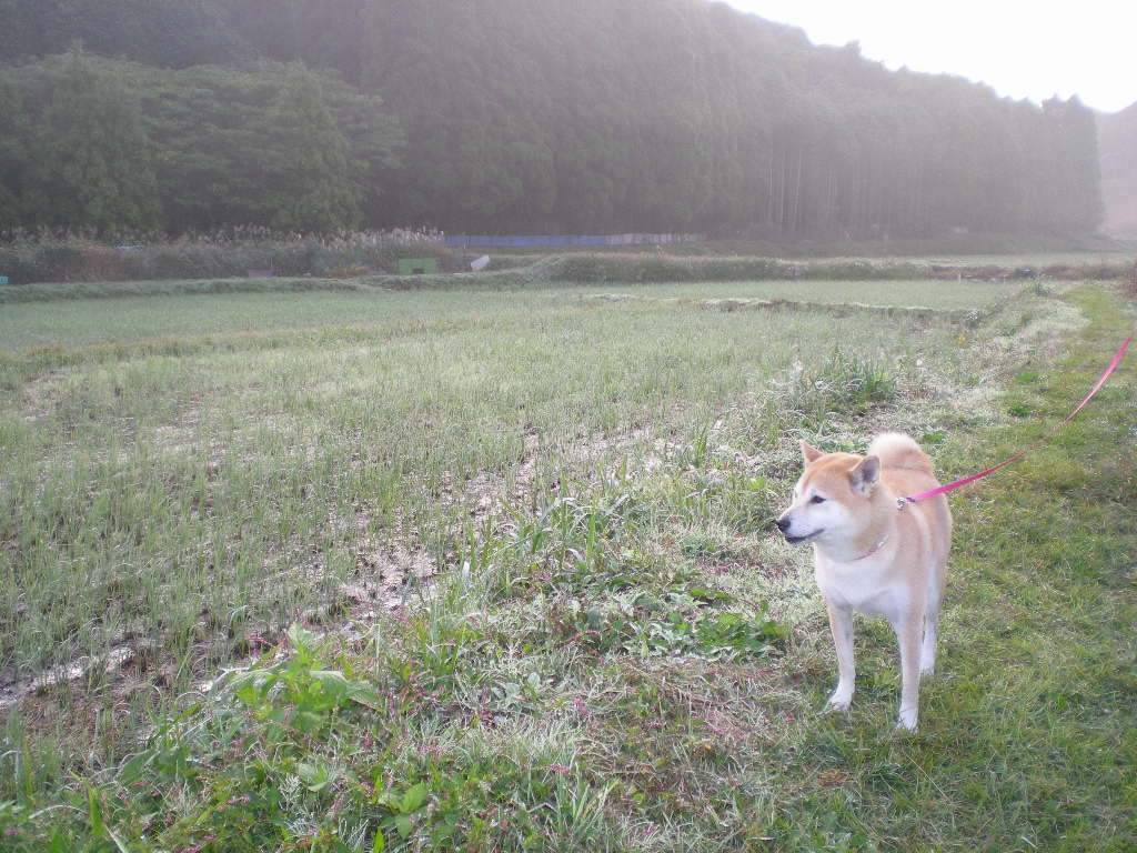 2008年10月22日(水)心ちゃんはストーカー!_f0060461_16471611.jpg