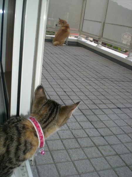 2008年10月22日(水)心ちゃんはストーカー!_f0060461_16575192.jpg