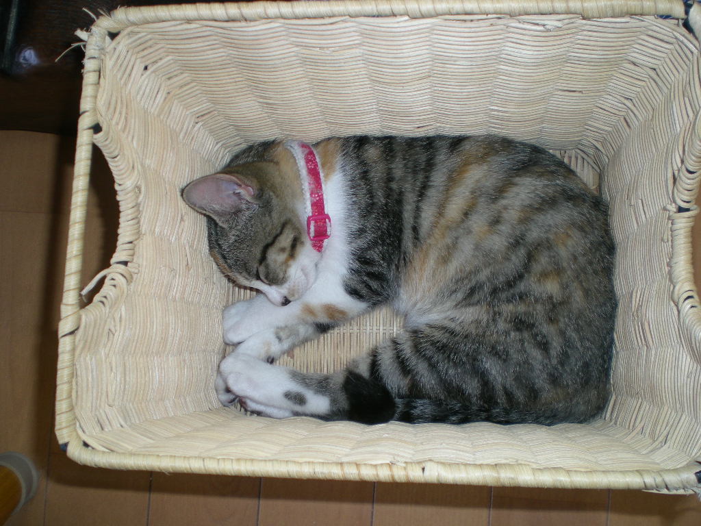 2008年10月22日(水)心ちゃんはストーカー!_f0060461_17263414.jpg