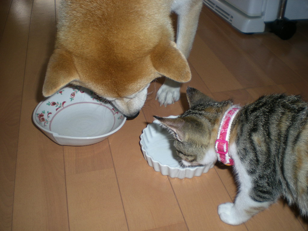 2008年10月22日(水)心ちゃんはストーカー!_f0060461_1751672.jpg
