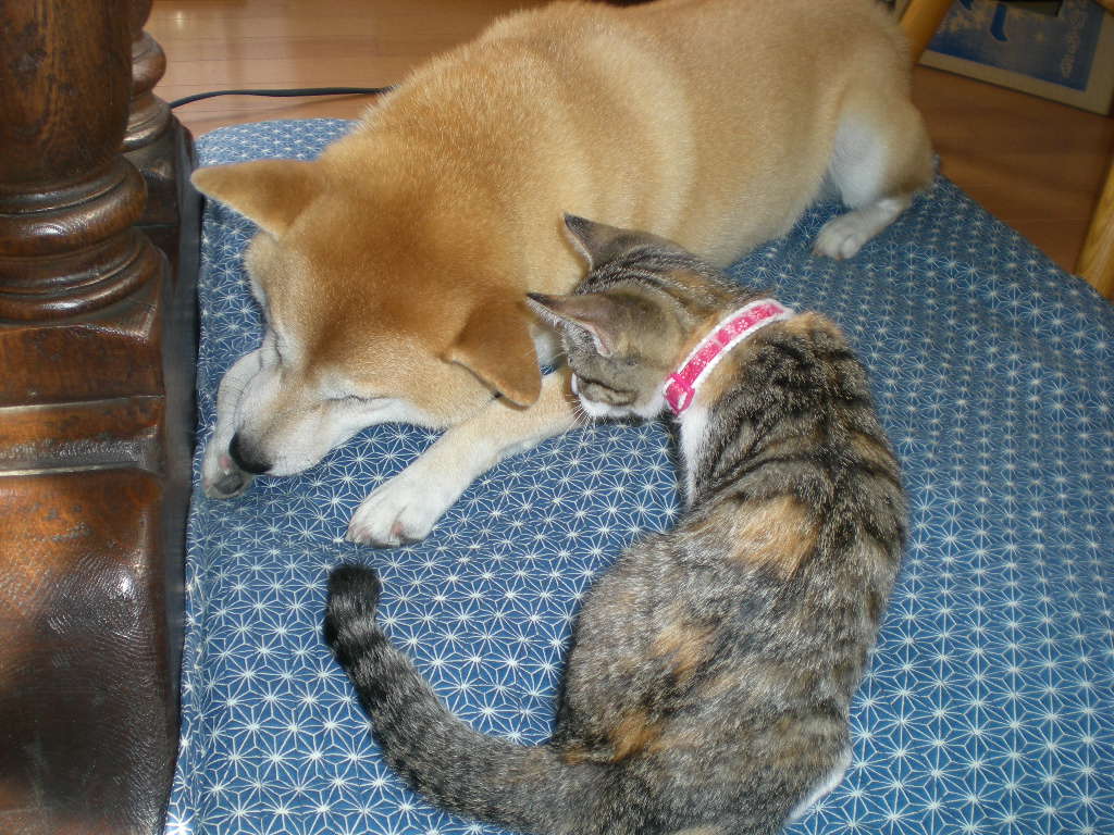 2008年10月22日(水)心ちゃんはストーカー!_f0060461_1775793.jpg
