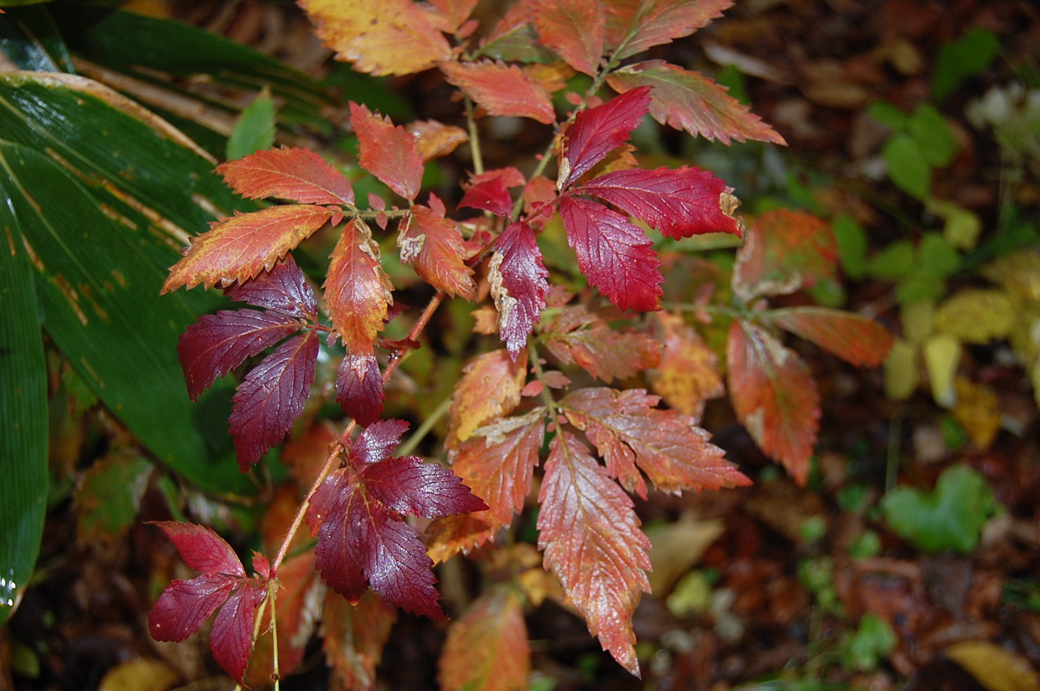 霧の原始林　　　　2008　10／22_e0120466_22462886.jpg