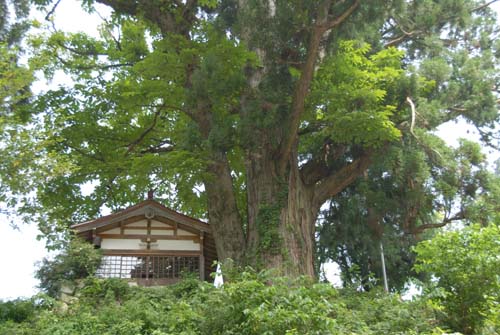 若宮八幡神社の杉とトチの双生樹　～岐阜県飛騨市～_e0119669_11181293.jpg