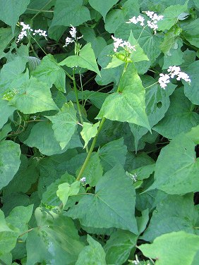 シュッコンソバ 宿根蕎麦 シャクチリソバ 赤地利蕎麦 植物の生態散歩