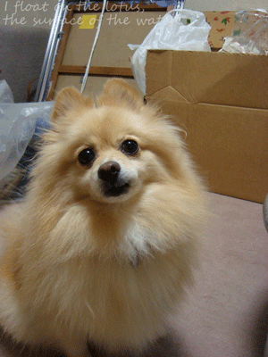 b0075318_21554567.gif