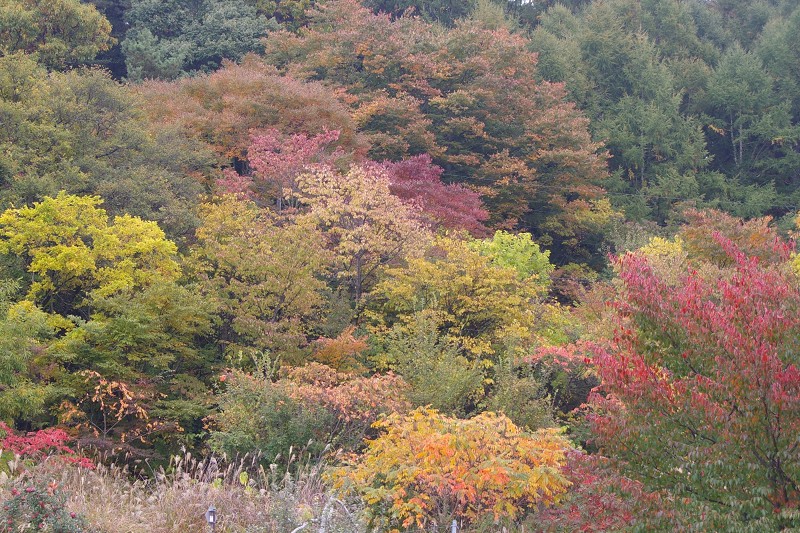 e0136424_16483414.jpg