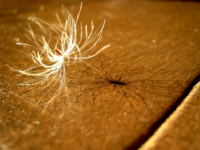 ケセランパセラン やさしい気持ち ケセランパセラン やさしい気持ち