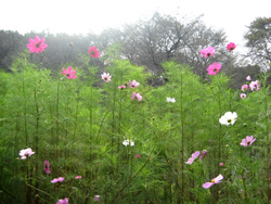 f0038336_8452990.jpg