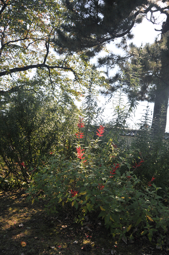 c0093046_7332485.gif
